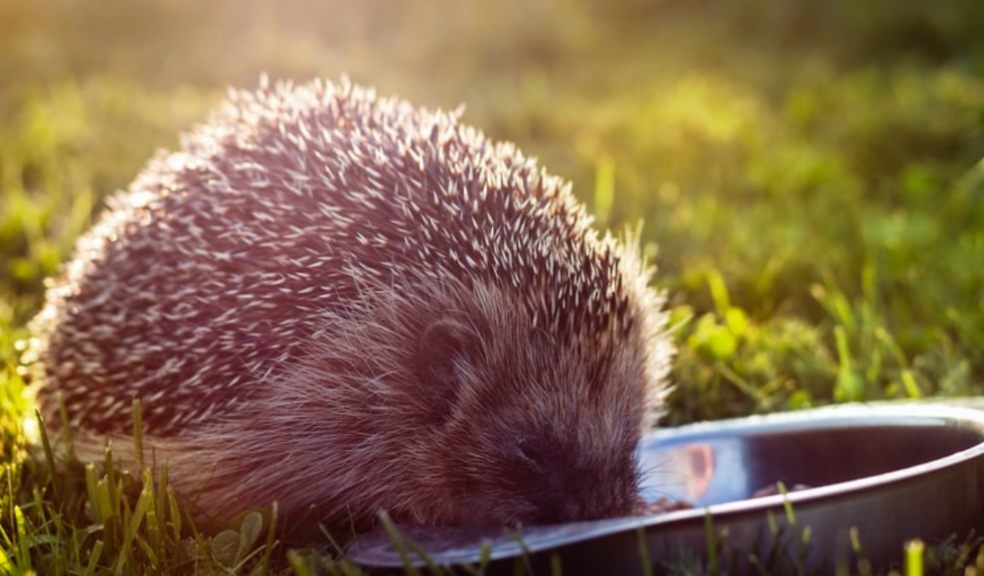 Devon urged to help thirsty hedgehogs from summer of heatwaves The